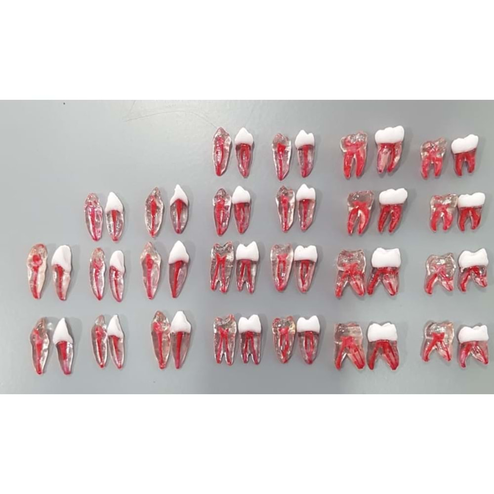 REPLİKA ENDODONTİK DİŞ 14 NUMARA KRONLU