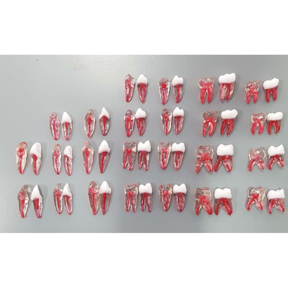 REPLİKA ENDODONTİK DİŞ 15 NUMARA ŞEFFAF