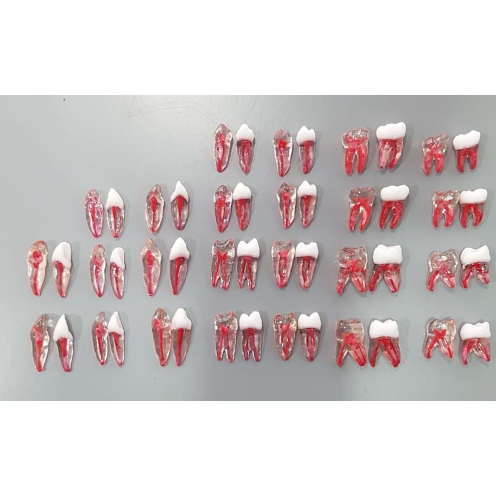 REPLİKA ENDODONTİK DİŞ 16 NUMARA KRONLU