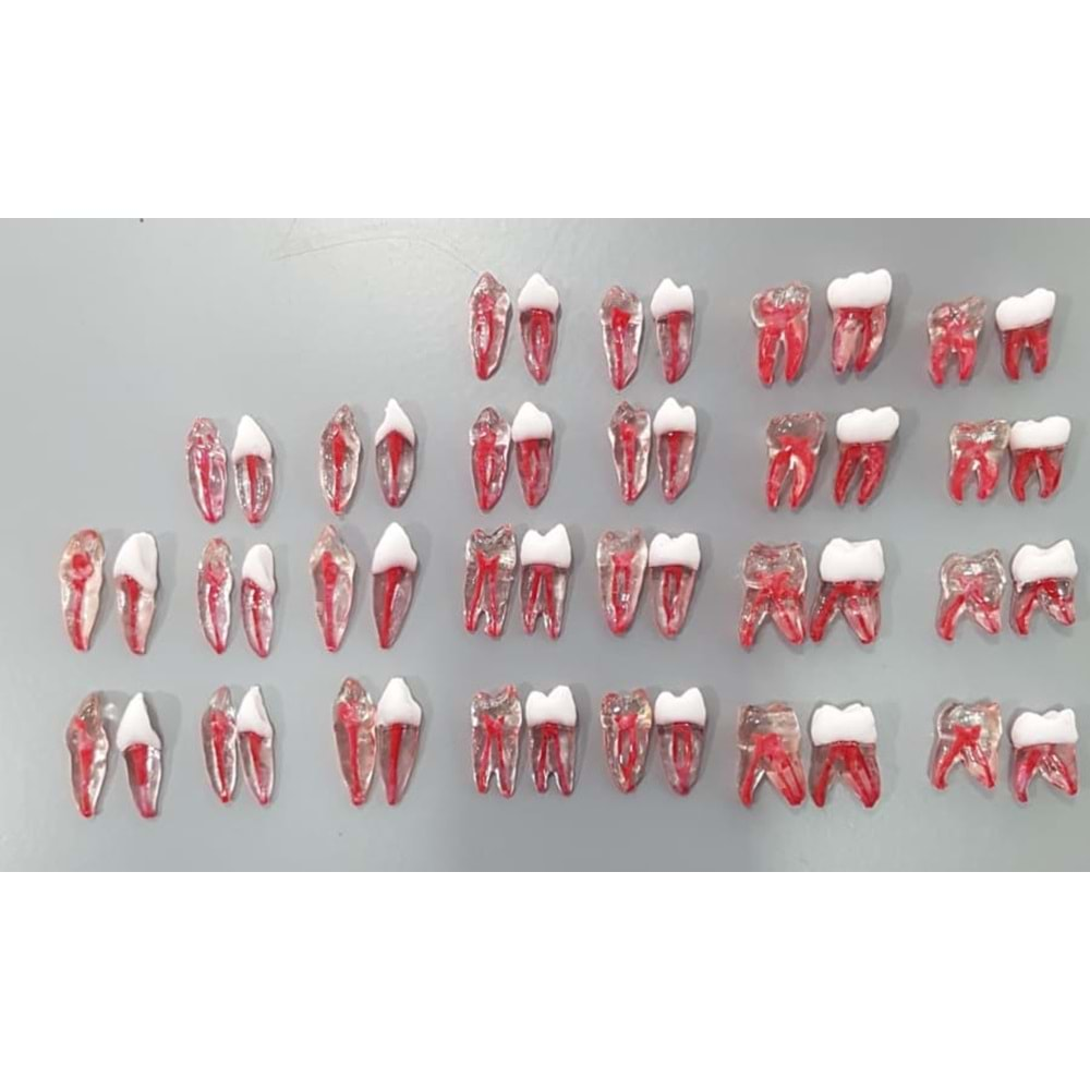 REPLİKA ENDODONTİK DİŞ 21 NUMARA KRONLU