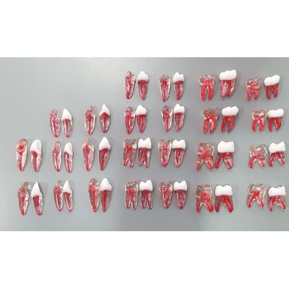 REPLİKA ENDODONTİK DİŞ 25 NUMARA ŞEFFAF