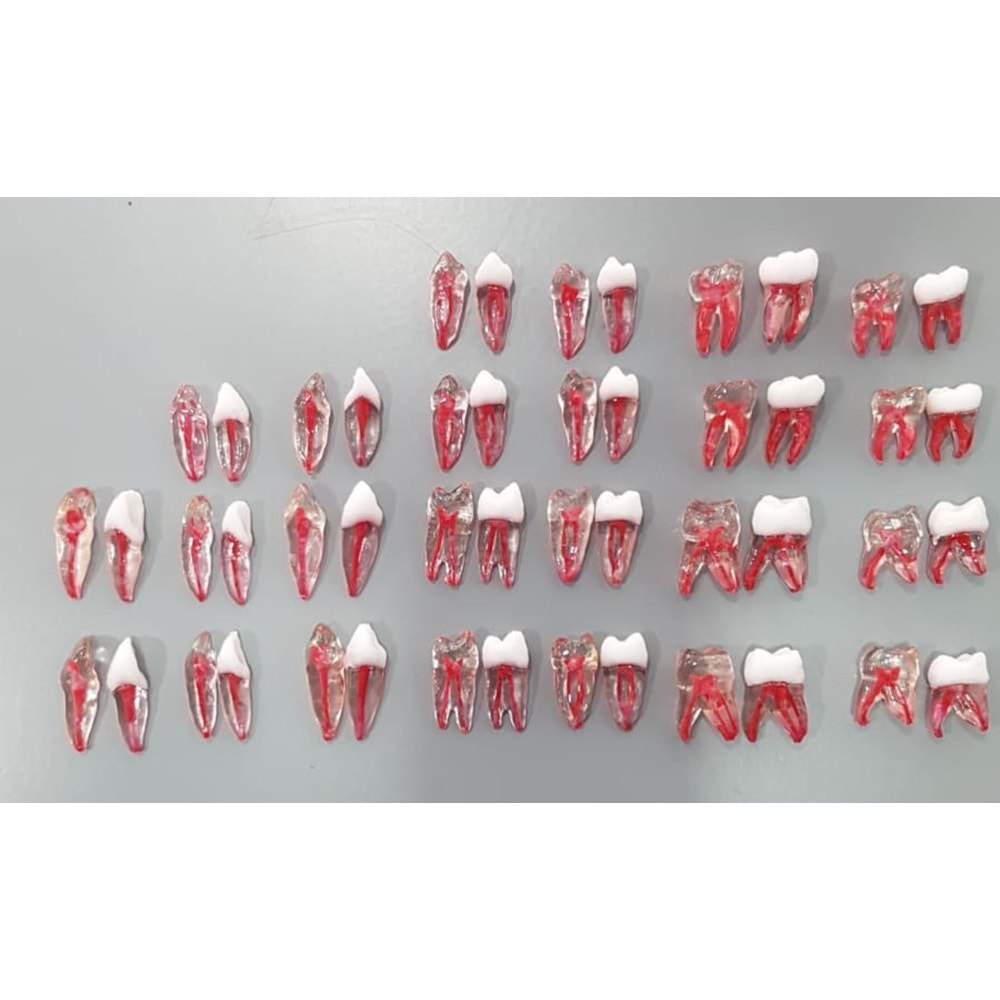 REPLİKA ENDODONTİK DİŞ 32 NUMARA KRONLU