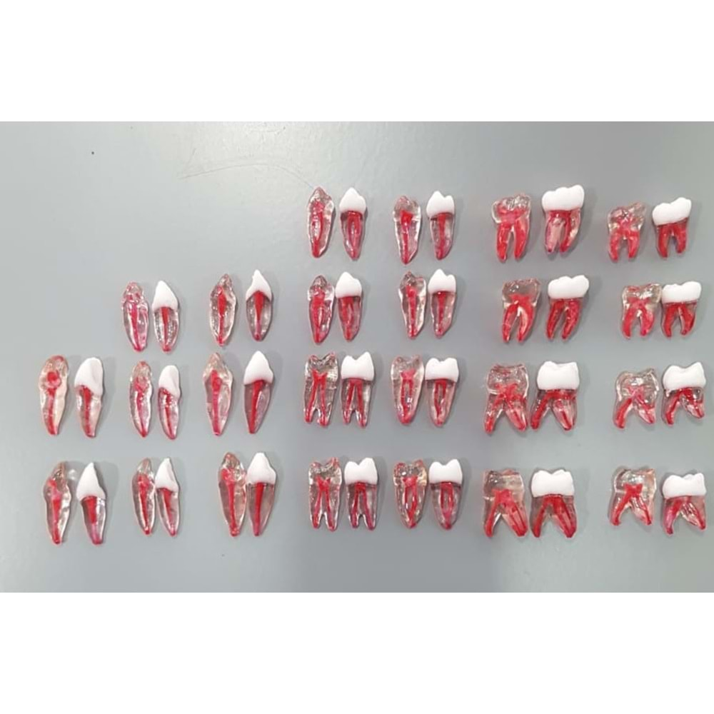 REPLİKA ENDODONTİK DİŞ 33 NUMARA ŞEFFAF