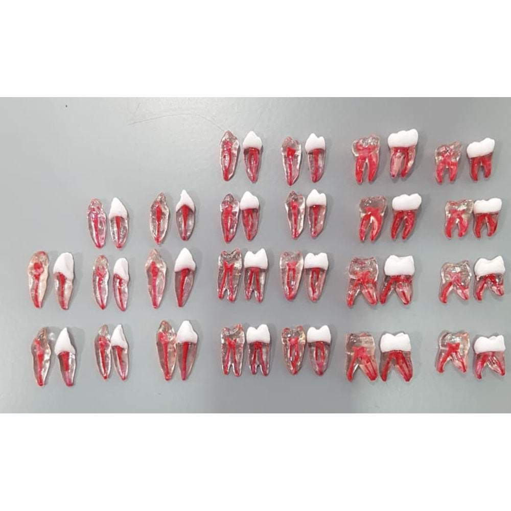 REPLİKA ENDODONTİK DİŞ 35 NUMARA KRONLU