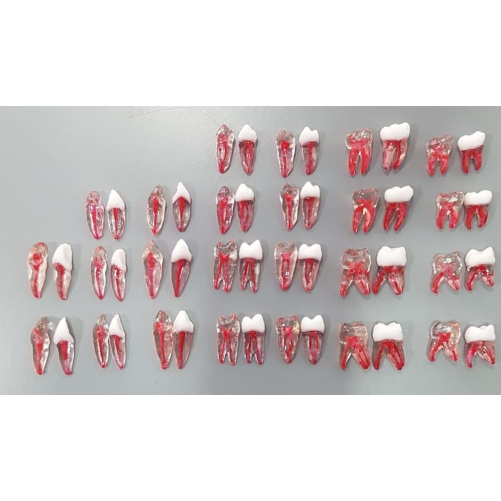 REPLİKA ENDODONTİK DİŞ 36 NUMARA KRONLU