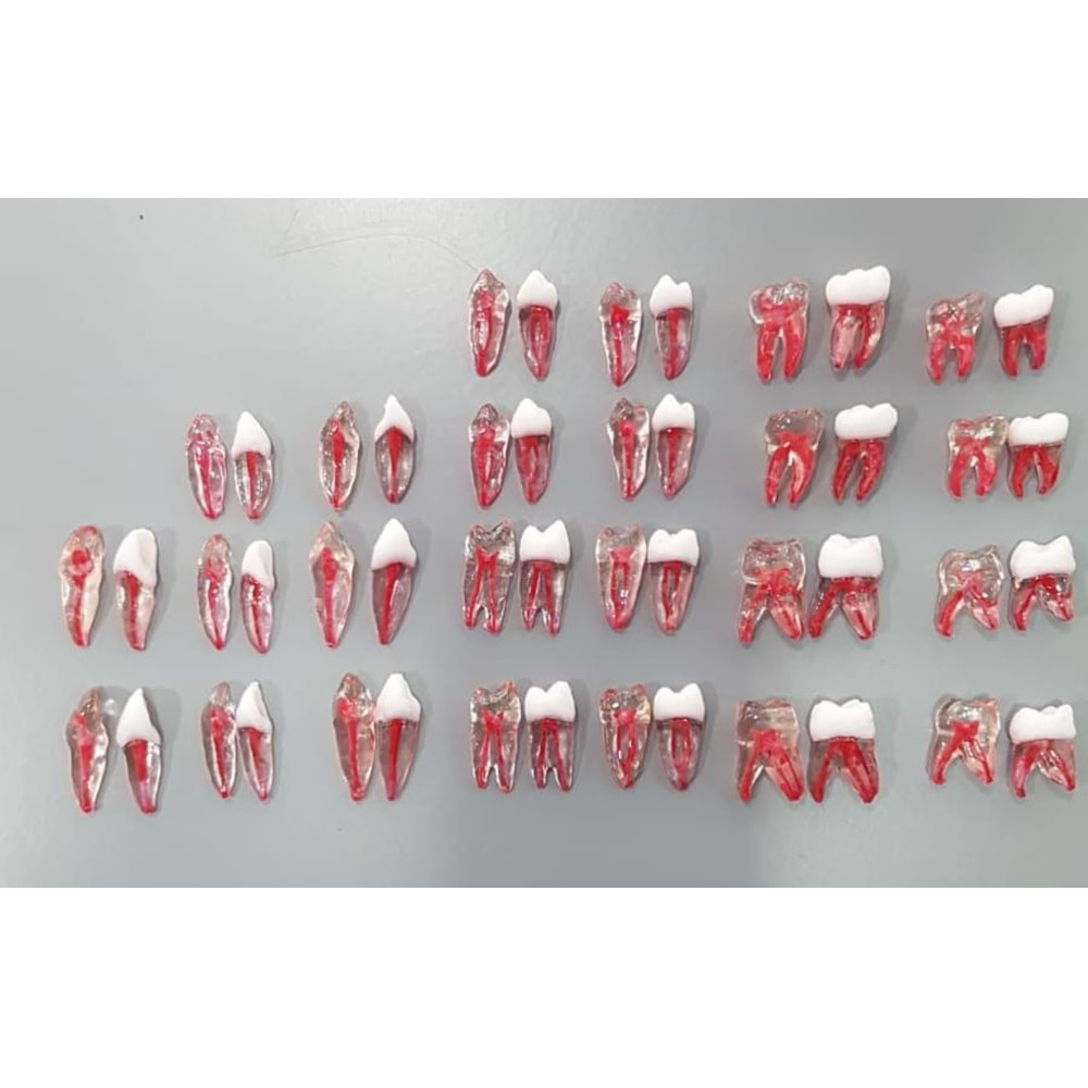 REPLİKA ENDODONTİK DİŞ 42 NUMARA KRONLU