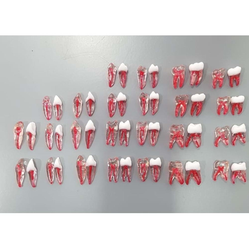 REPLİKA ENDODONTİK DİŞ 47 NUMARA ŞEFFAF