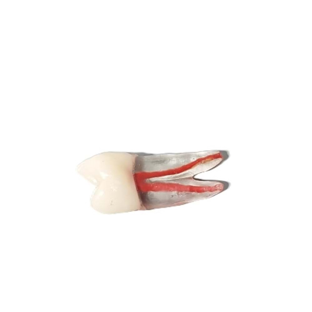 FUJİ REPLİKA ENDODONTİK KRONLU DİŞ 24 NUMARA