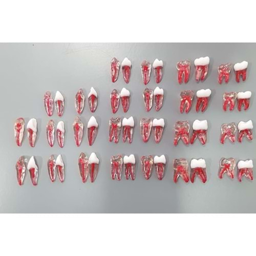 REPLİKA ENDODONTİK DİŞ 12 NUMARA ŞEFFAF