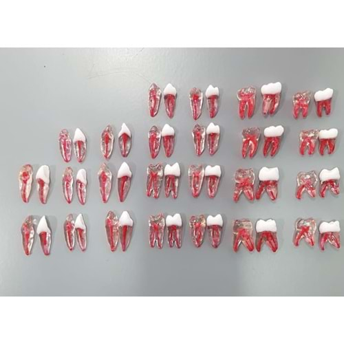 REPLİKA ENDODONTİK DİŞ 12 NUMARA KRONLU