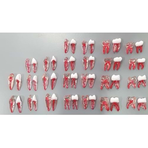 REPLİKA ENDODONTİK DİŞ 25 NUMARA KRONLU