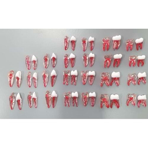 REPLİKA ENDODONTİK DİŞ 31 NUMARA ŞEFFAF