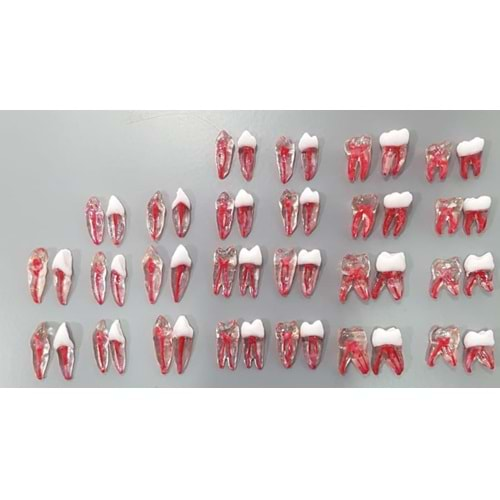 REPLİKA ENDODONTİK DİŞ 34 NUMARA KRONLU