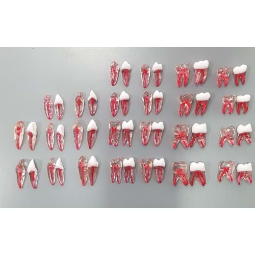 REPLİKA ENDODONTİK DİŞ 37 NUMARA ŞEFFAF