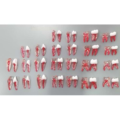 REPLİKA ENDODONTİK DİŞ 41 NUMARA KRONLU